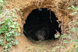 Arctos: Brown bear (Ursus arctos) lying in its self-dug