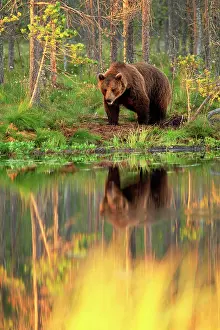 Backwaters: Brown bear (Ursus arctos) male in front of a water