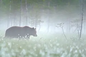 Focus: Brown Bear (Ursus arctos) in the mist at the edge