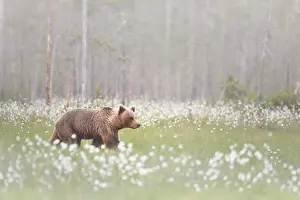 Focus: Brown Bear (Ursus arctos) in the mist at the edge