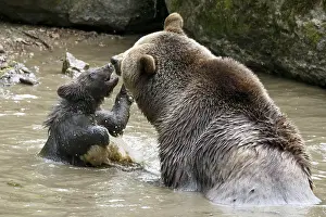 Bathing: Brown bear (Ursus arctos), mother with cubs, captive