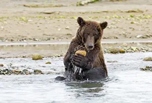 Katmai: Brown Bear (Ursus arctos) playing with rock Kat