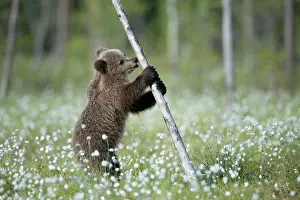 Plays: Brown bear (Ursus arctos) plays with a tree in a