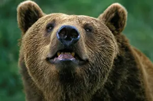 Muzzle: Brown Bear (ursus arctos), Portrait of Adult