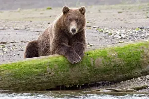 Relaxing: Brown Bear (Ursus arctos) resting on log along