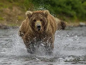 Katmai: Brown bear (Ursus arctos) running through water