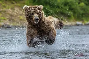 Blur: Brown bear (Ursus arctos) running through water