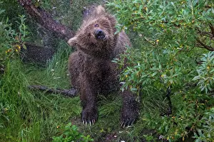 Splash: Brown bear (Ursus arctos) shakes body after swimming