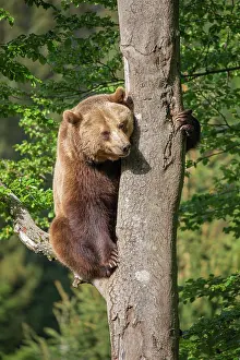 Wald: Brown bear (Ursus arctos) sitting on a tree, Bavarian