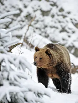 Canids: Brown bear (Ursus arctos) in the snow
