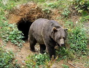 Arctos: Brown bear (Ursus arctos) standing in front of its