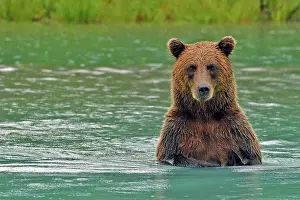 Arctos: Brown bear (Ursus arctos) standing on hind legs