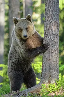 310820: Brown bear (Ursus arctos ) is standing on a tree
