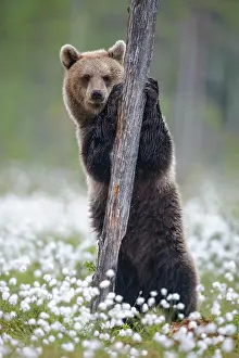 Sedge: Brown bear (Ursus arctos ) stands on a tree in a