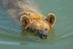 121119: Brown bear (Ursus arctos) swims in pond, captive