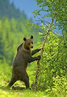Shake: Brown bear (Ursus arctos), young animal in a mixed
