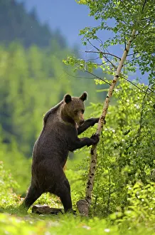 Shake: Brown bear (Ursus arctos), young animal in a mixed