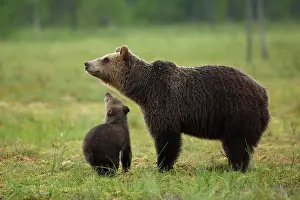 Kainuu: Brown bear (Ursus arctos) with young, Kainuu, Finland