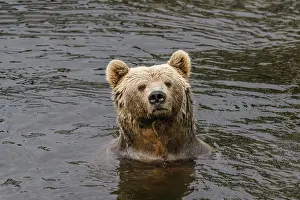 Curiosity: Brown bear with wet fur in a river with dark wat