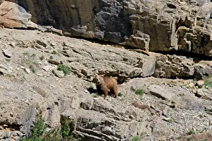 Indians: Brown Bear - in wild
