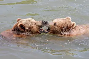 Cool: Two Brown bears (Ursus arctos) bathe in the pond