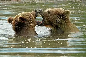 Cool: Two Brown bears (Ursus arctos) bathe in the pond