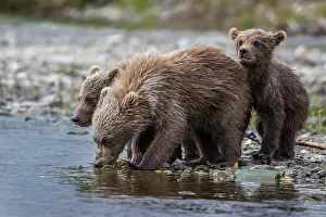 Brooks: Brown bears (Ursus arctos), cubs drinking in Brooks