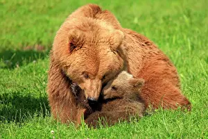 Canoodle: Brown Bears (Ursus arctos), female with a cub, captive