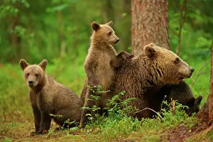 Arctos: Brown Bears (Ursus arctos), female with cubs, Suomussalmi, K