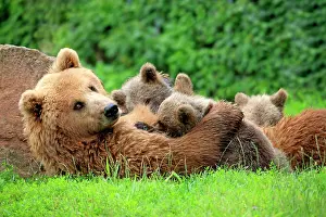 Canoodle: Brown Bears (Ursus arctos), female suckling cubs