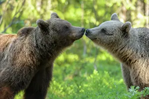 310820: Brown bears (Ursus arctos ) meet in boreal coniferous