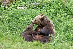 Wald: Brown bears (Ursus arctos), mother and cub, captive