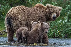 Brooks: Brown bears (Ursus arctos), mother and cubs in Brooks