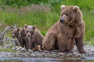 Katmai: Brown bears (Ursus arctos), mother and cubs sitting