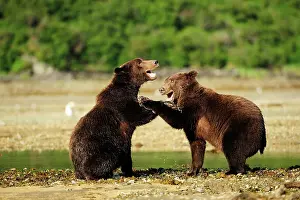 Strange: Two Brown Bears (Ursus arctos) play-fighting wit
