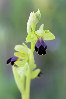 Fusca: Brown Bee Orchid