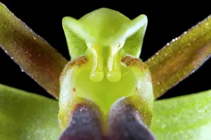 Fusca: Brown bee orchid - close-up - paticular of anther