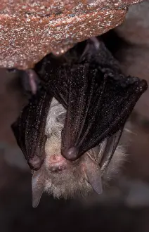 Hibernating: Brown Big-eared Bat / Long-eared Bat - hibernation at cave