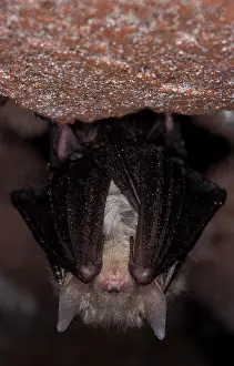 Hibernating: Brown Big-eared Bat / Long-eared Bat - hibernation at cave