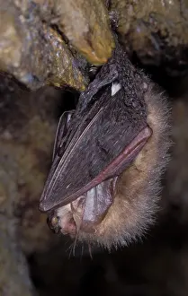 Hibernating: Brown Big-eared Bat / Long-eared Bat - hibernation at cave