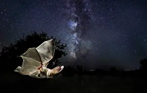Plecotus: Brown big-eared bat (Plecotus auritus) flying under