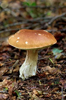 Leccinum: The Brown Birch Bolete