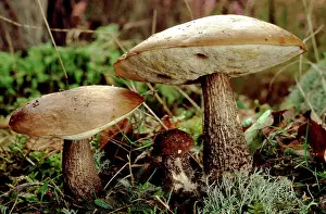 Leccinum: Brown Birch Bolete FUNGI