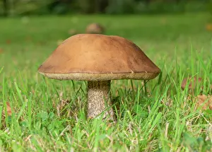 Eukaryotes: Brown Birch Bolete, Leccinum scabrum, on grassla