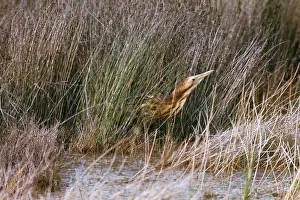 Bitterns: Brown Bittern
