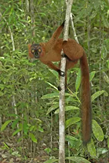 Startled: Brown and Black crossed Lemur - In tree