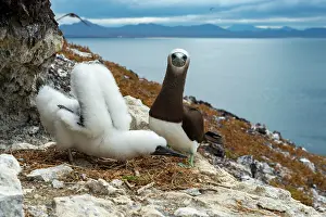 Boobie: Brown boobie ( Sula leucogaster) Isla San Iledefonso