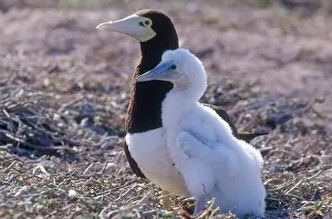 Boobies: Brown Boobies