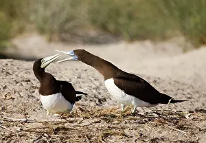Boobie: Brown Boobies interacting