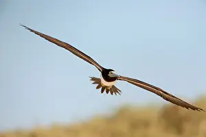 Boobie: Brown Booby